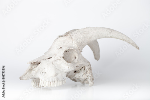 Old moose skull isolated on white background