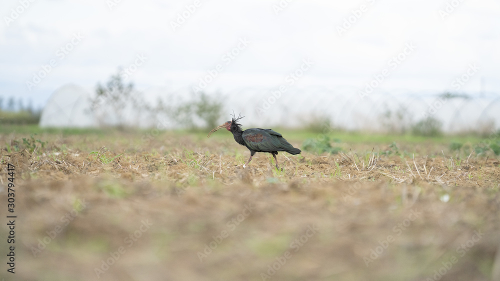 Foto dell'uccello IBIS in toscana