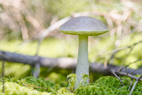 Birch mushroom. Edible fungus growing in moss. White ghost bog bolete. Copy space photo