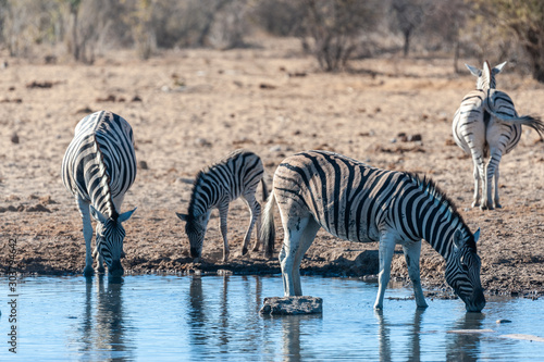 A group of Burchell s Plains zebra -Equus quagga burchelli- drinking from a waterhole in Etosha National Park  Namibia.