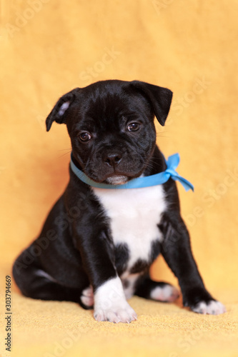Cute little black puppy with white chest and blue ribbon on the neck. Beautiful dog of staffordshire bull terrier breed. Yellow background, copy space.