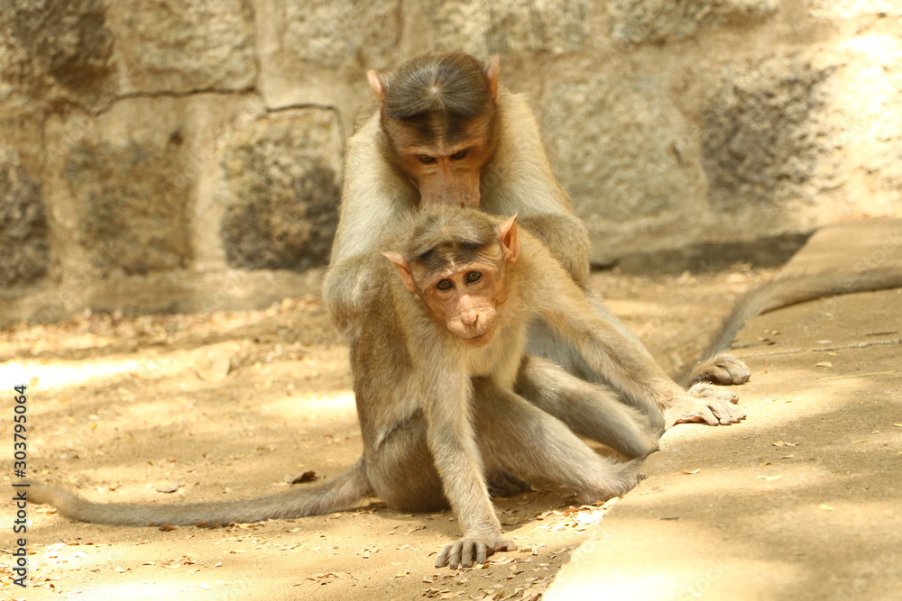 Indian Monkey Images