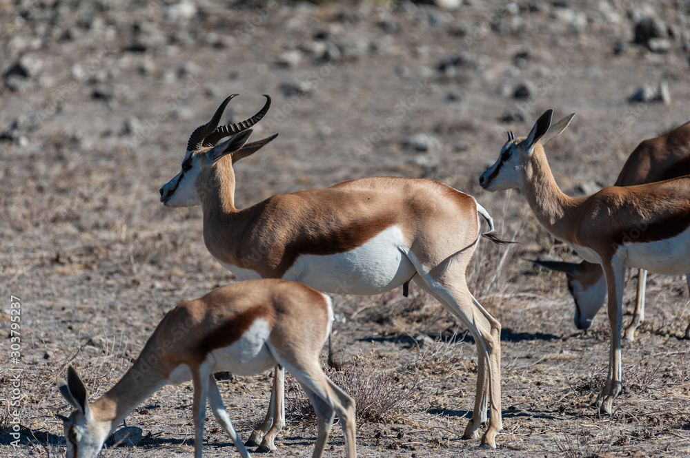 Closeup of a herd of Impalas - Aepyceros melampus- grazing on the plains of Etosha National Park, Namibia. Closeup of a herd of Impalas - Aepyceros melampus- grazing on the plains of Etosha National Park, Namibia.