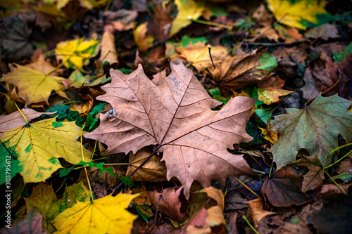 Beautiful autumn leaves in a variety of colors. Fallen leaves on the ground.