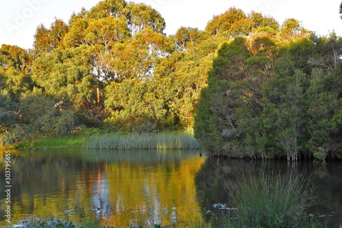 Lush green reeds in pond waters reflecting the golden foliage of the surrouning Australian Bushland and green trees on the centre island in the Wonthaggi Wetlands Conservation Park on the Bass Coast photo