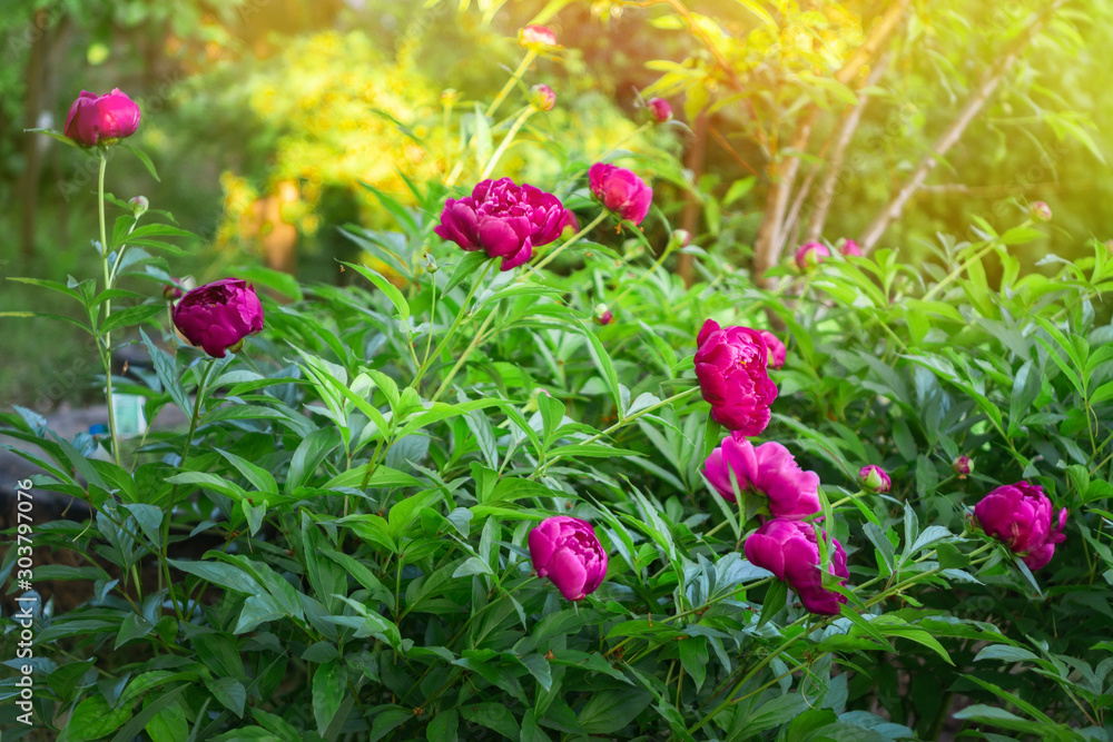 Blooming pink peonies. beautiful pink peony flower, on natural green background in garden, selective focus