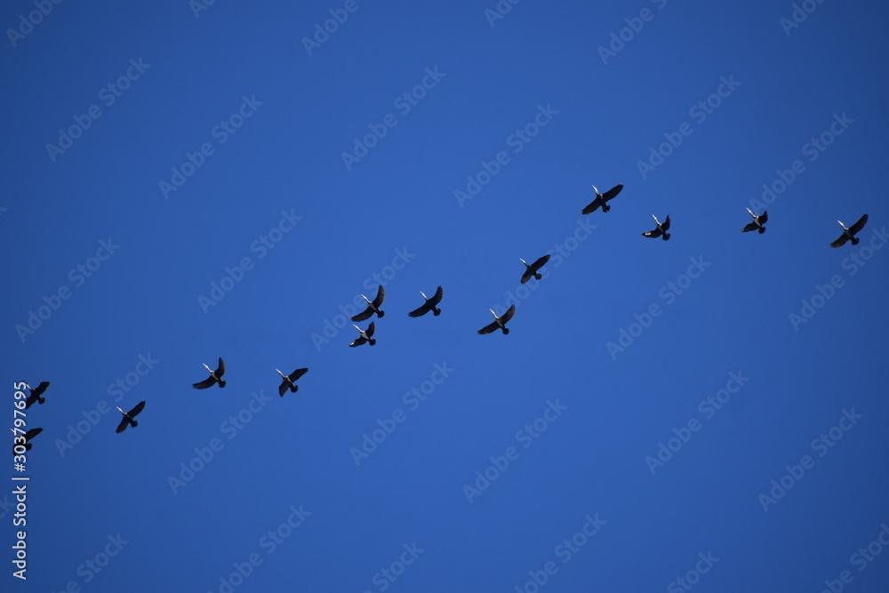 Bird formation flight-3