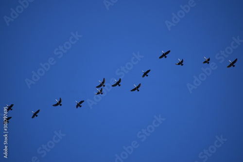 Bird formation flight-3 © canecoyou