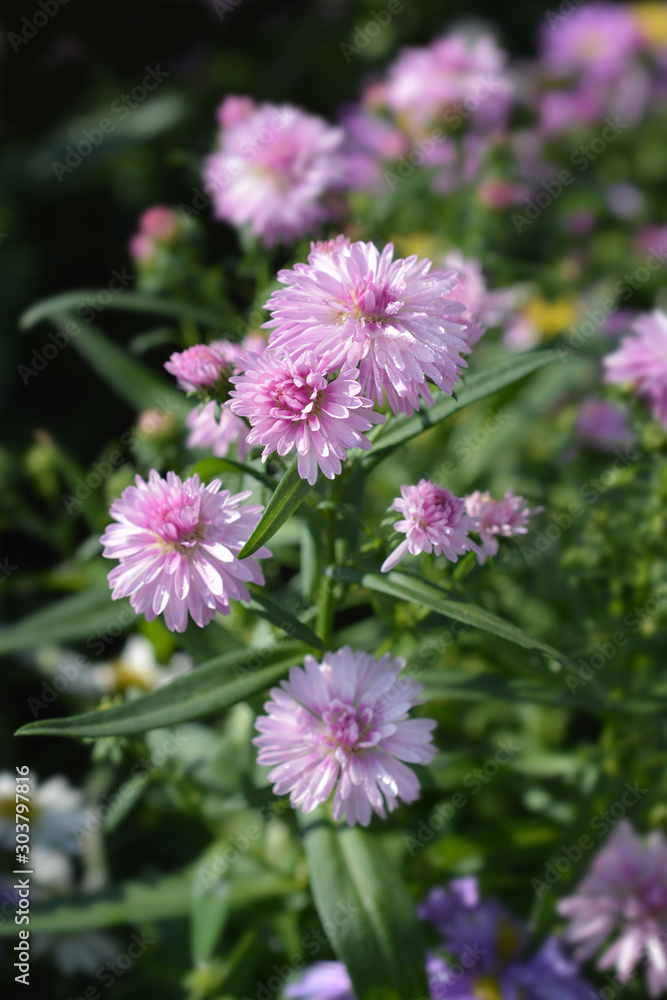Michelmas daisy Starletta Michelmas daisy Starletta
