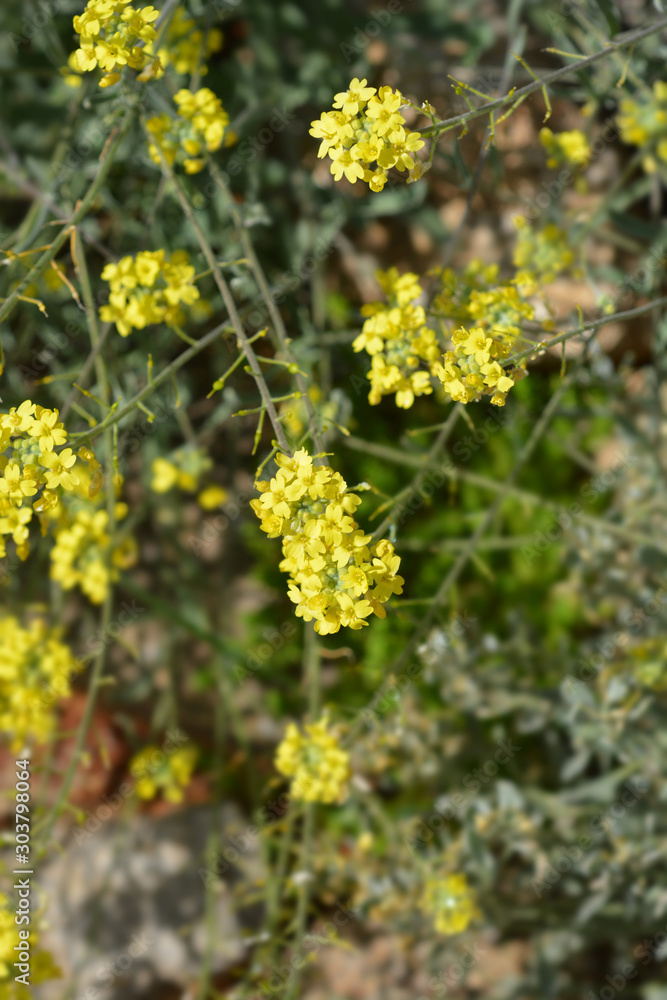 Yellow tuft Yellow tuft