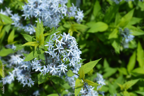 Blue dogbane photo