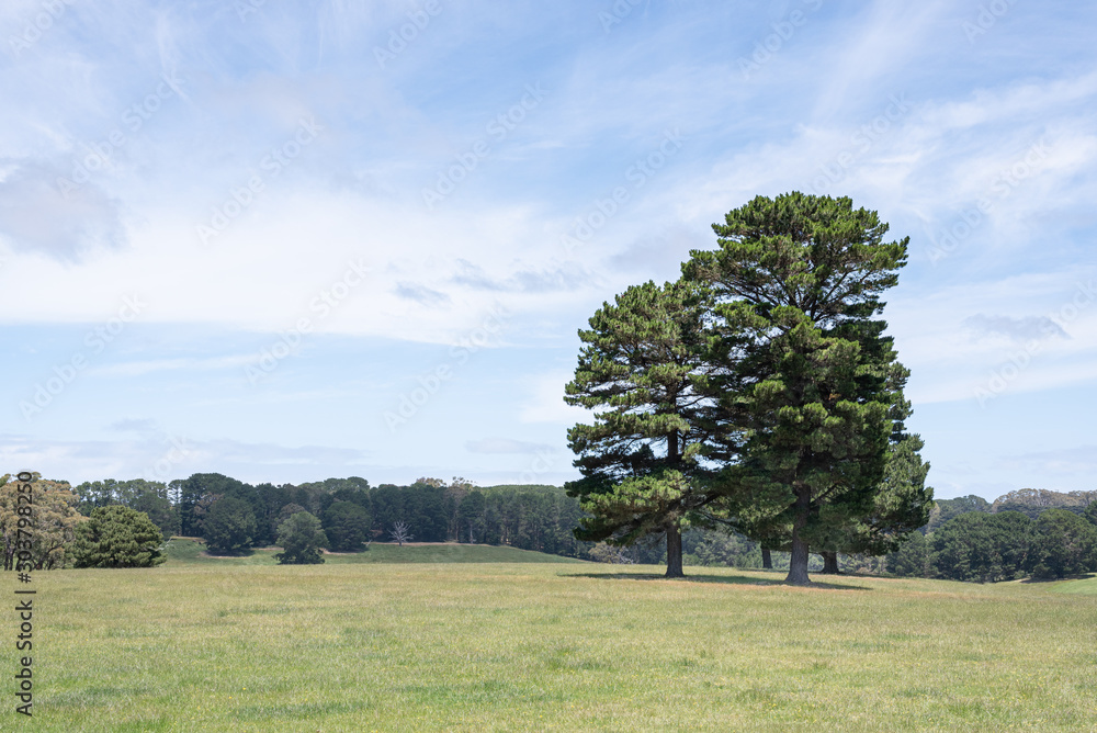 Blue sky with wispy white clouds above a group of pine trees in a green meadow. Blue sky with wispy white clouds above a group of pine trees in a green meadow.