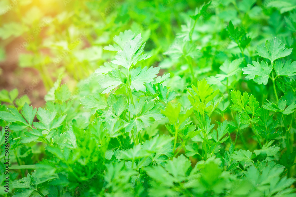 parsley grow in a field in the ground outdoors in the close-up. Agriculture is the cultivation of spices. parsley grow in a field in the ground outdoors in the close-up. Agriculture is the cultivation of spices.