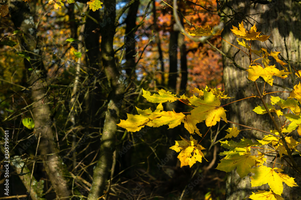 Gelbe Blätter im Vordergrund vor schöner Waldkulisse im Herbst