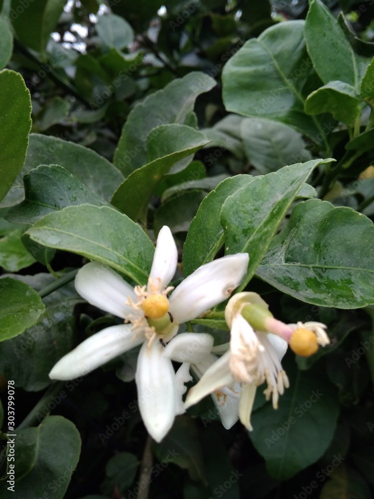 white flowers with green leaves of lemon plant in garden white flowers with green leaves of lemon plant in garden