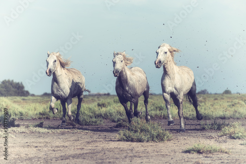 Fototapeta Naklejka Na Ścianę i Meble -  White Camargue horses run gallop at soft sunset light, National park Camargue, Bouches-du-rhone department, Provence - Alpes - Cote d'Azur region, south France