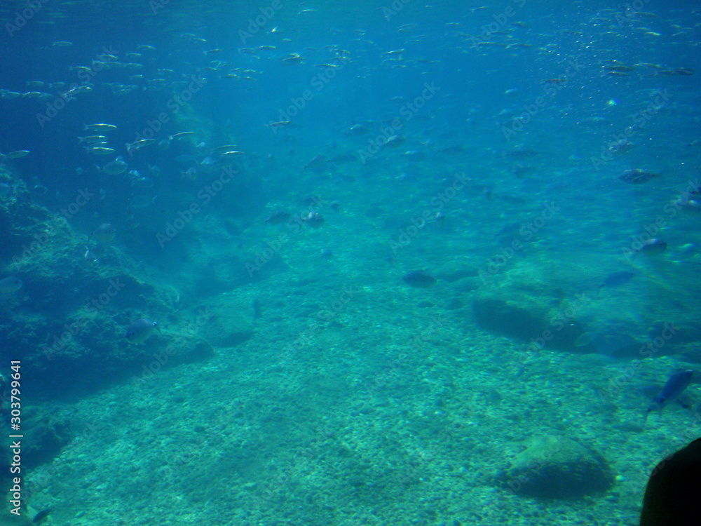 Schools of fish swimming in the depths of the blue sea among the rocks near the pebble bottom