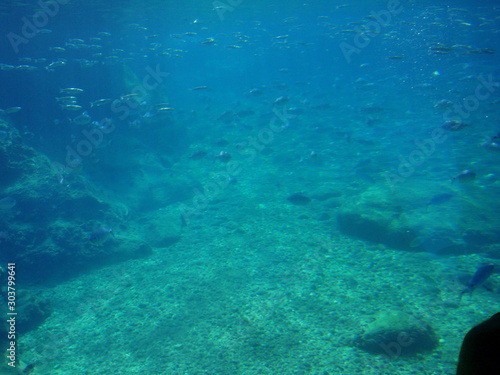Schools of fish swimming in the depths of the blue sea among the rocks near the pebble bottom