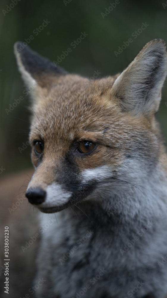 Fototapeta premium Foto della volpe nel parco della maremma