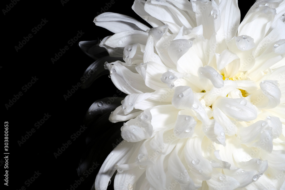 White chrysanthemum on a black background with water drops