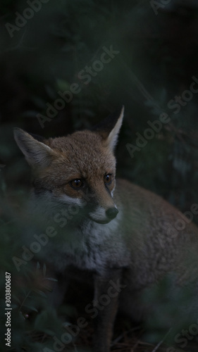 Foto della volpe nel parco della maremma