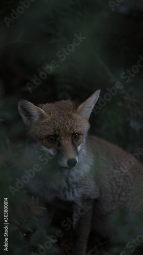 Foto della volpe nel parco della maremma