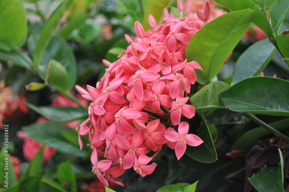 Fototapeta premium pink flower in the garden