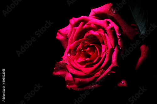 Red rose closeup on black background wallpaper