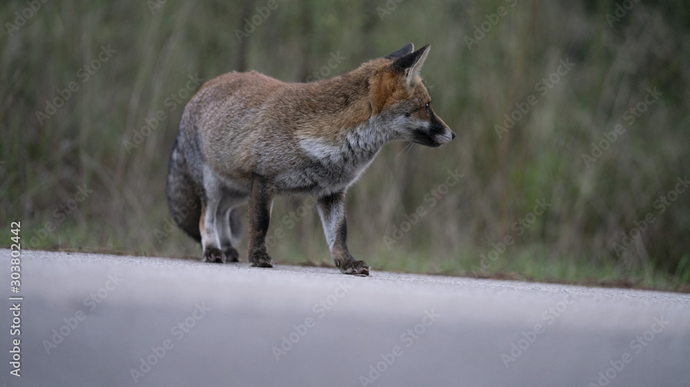 Fototapeta premium Foto della volpe nel parco della maremma