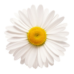 One white daisy flower isolated on white background. Flat lay, top view. Floral pattern, object