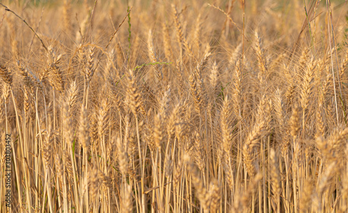 Field. Wheat. Plant. Gold. Nature. Sun