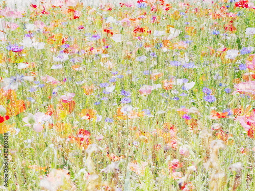 The mixed image of the view of the blooming Poppy and the natural background at the warm spring sunny windy midday at the botanical garden. 