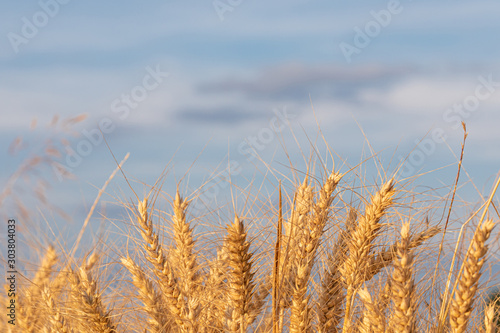 Golden. Wheat. Crop. Flour. Blue. Sky