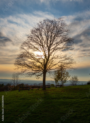 bare tree against bright sun © Anselm