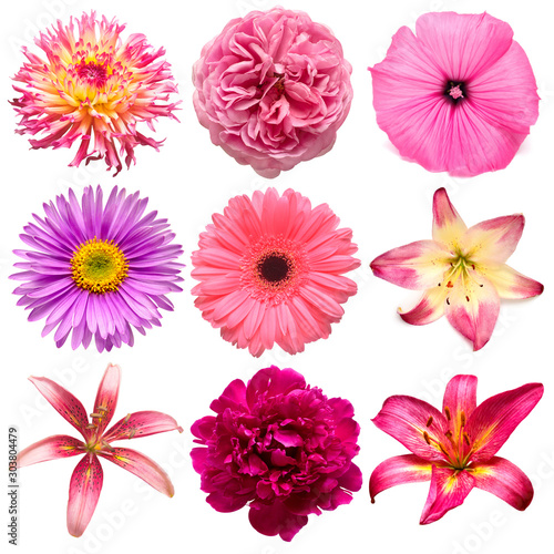Collection beautiful head pink flowers of dahlia, rose, chamomile, daisy, lily, gerbera, peony, lavatera isolated on white background. Beautiful floral delicate composition. Flat lay, top view