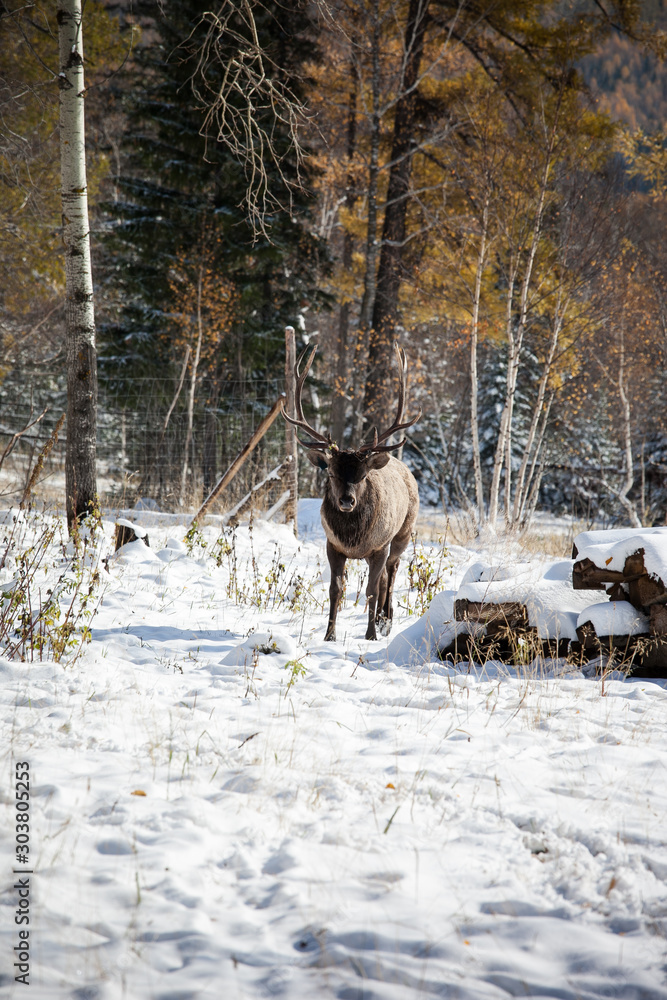 deer in a snowy meadow in front of the forest on a sunny day deer in a snowy meadow in front of the forest on a sunny day