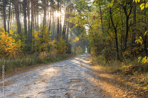 Morning autumnal landscape with sunbeam and back road through mixed forest in Sumskaya oblast, Ukraine