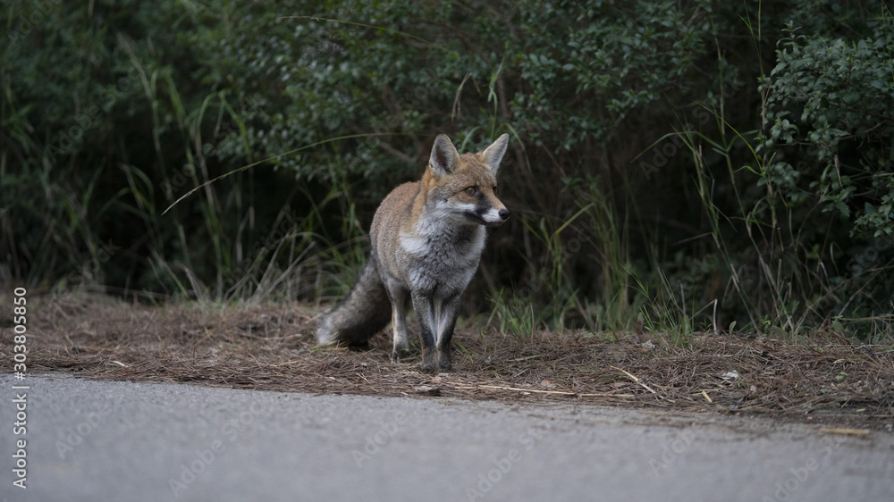 Fototapeta premium Foto della volpe nel parco della maremma