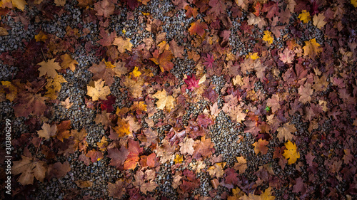 Autumn Leaves with light filtering through the trees
