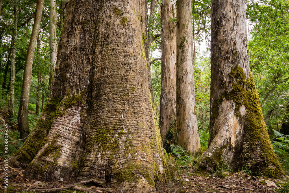 Primer plano de eucaliptus centenarios en un bosque del norte de Galicia, España. Primer plano de eucaliptus centenarios en un bosque del norte de Galicia, España.