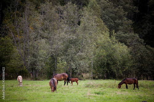 wild brown horses walking through a green field on a cloudy day
