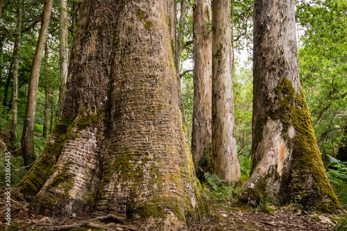 Primer plano de eucaliptus centenarios en un bosque del norte de Galicia  Espa  a.