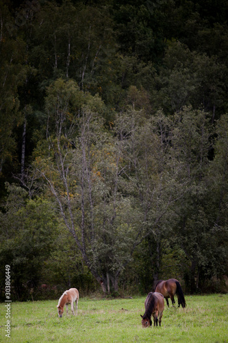 wild brown horses walking through a green field on a cloudy day © KseniyaK