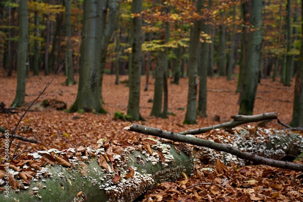 Amazing autumn Carpathian forest, Slovakia, Europe Amazing autumn Carpathian forest, Slovakia, Europe