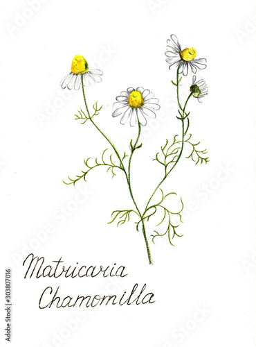 German chamomile pencil drawn illustration. Design for package of tea, shampoo or creams. Herbal flower