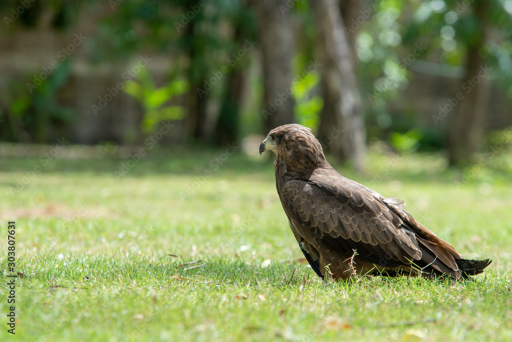 Harris's hawk,bay-winged hawk or dusky hawk. Harris's hawk,bay-winged hawk or dusky hawk.