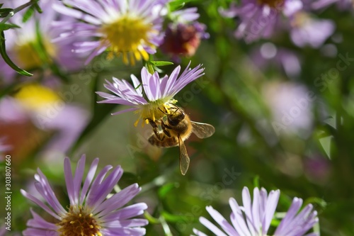 Eine Biene sitzt auf einer lila Blüte im Sommer, Honigbiene Apis
