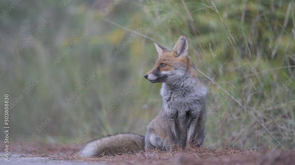 Fototapeta premium Scatti della volpe nel parco della maremma