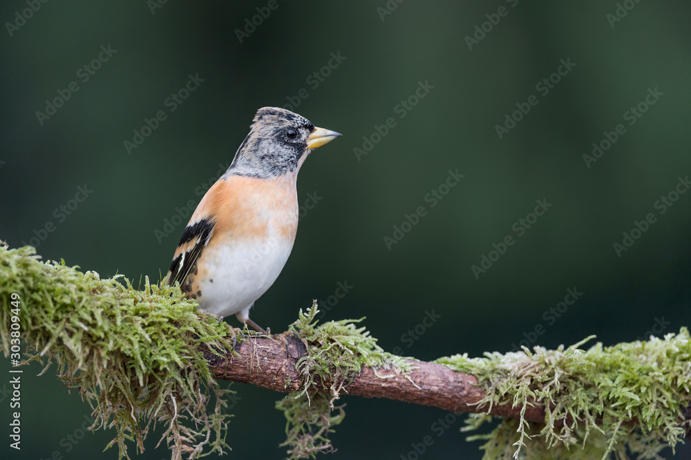 A beautiful Brambling male (Fringilla montifringilla) A beautiful Brambling male (Fringilla montifringilla)
