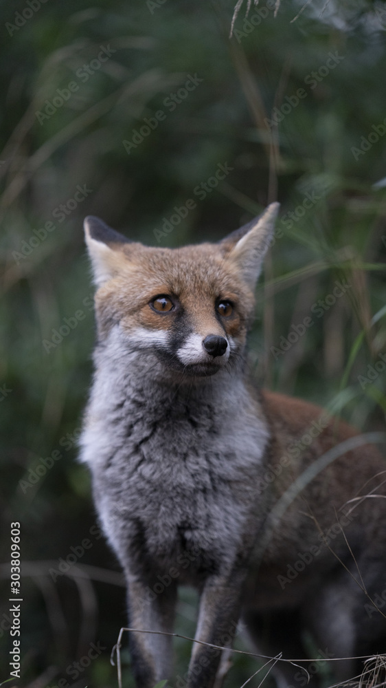 Naklejka premium Scatti della volpe nel parco della maremma